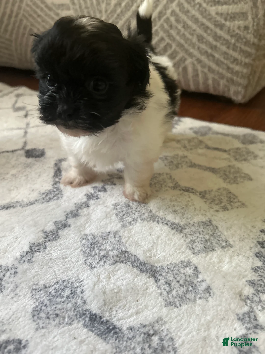 Shihpoo dogs for sale: Cookie - Ad 2