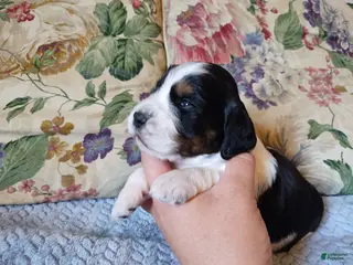 English Springer Spaniel dogs Amy - Ad 17