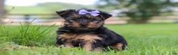 Yorkshire Terrier dogs for sale: Chloe - Ad 3