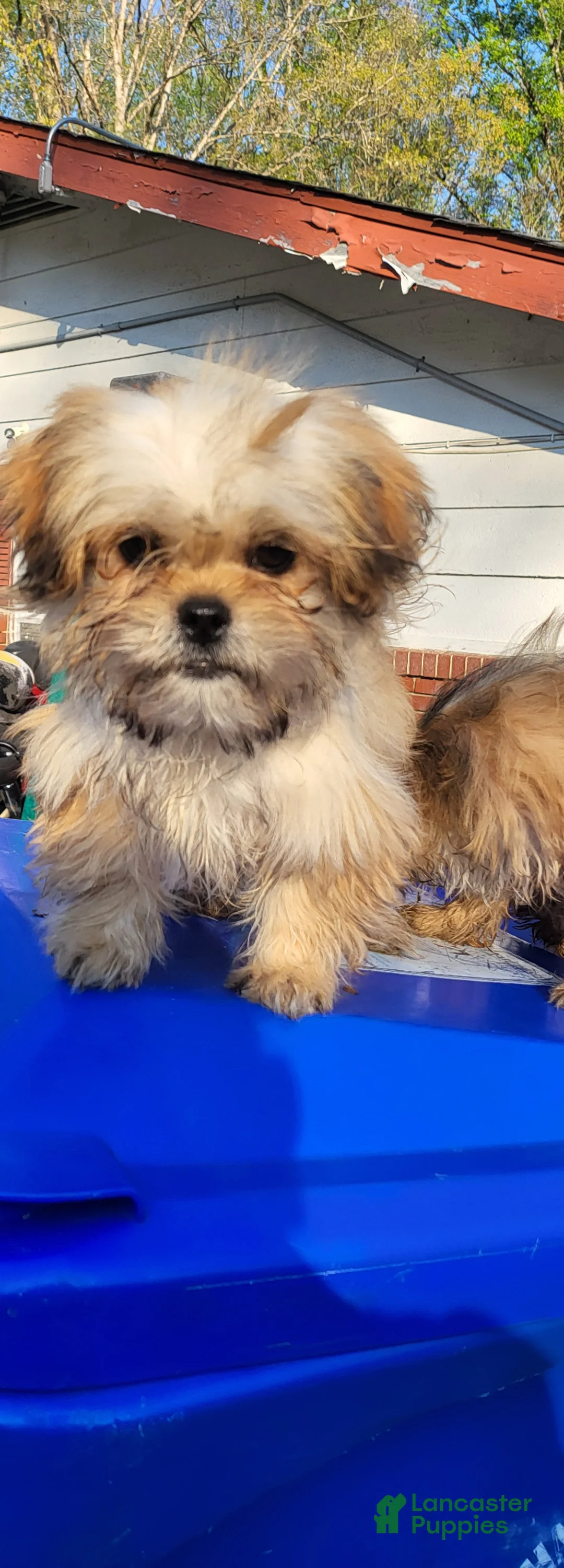 Shih Tzu dogs for sale: Shih Tzu Puppy 1 - Ad 1