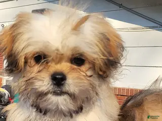 Shih Tzu dogs Shih Tzu Puppy 1 - Ad 21