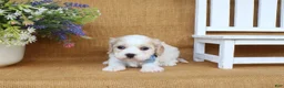 Cavachon dogs for sale: Tucker - Ad 5