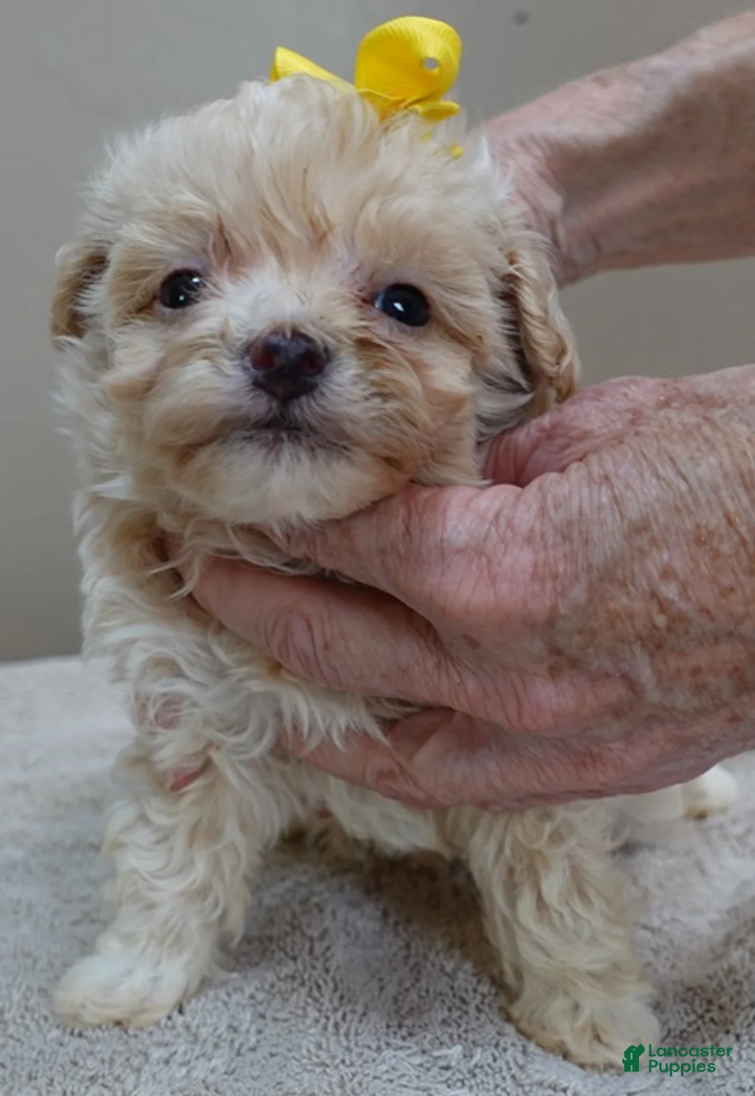 Maltipoo dogs for sale: Bullet 19 ounces  - Ad 2