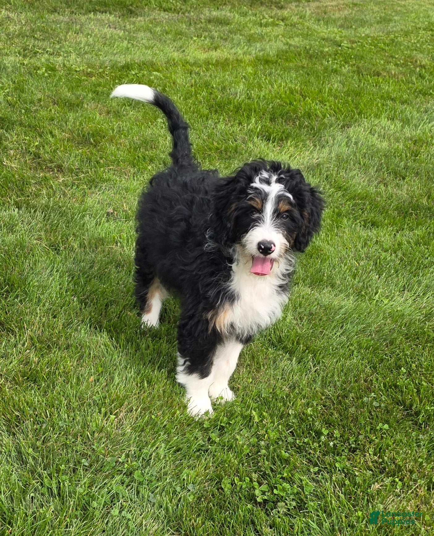 Harrison, Doodle / designer cross