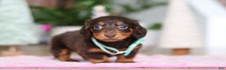 Miniature Dachshund dogs for sale: Robin - Ad 2