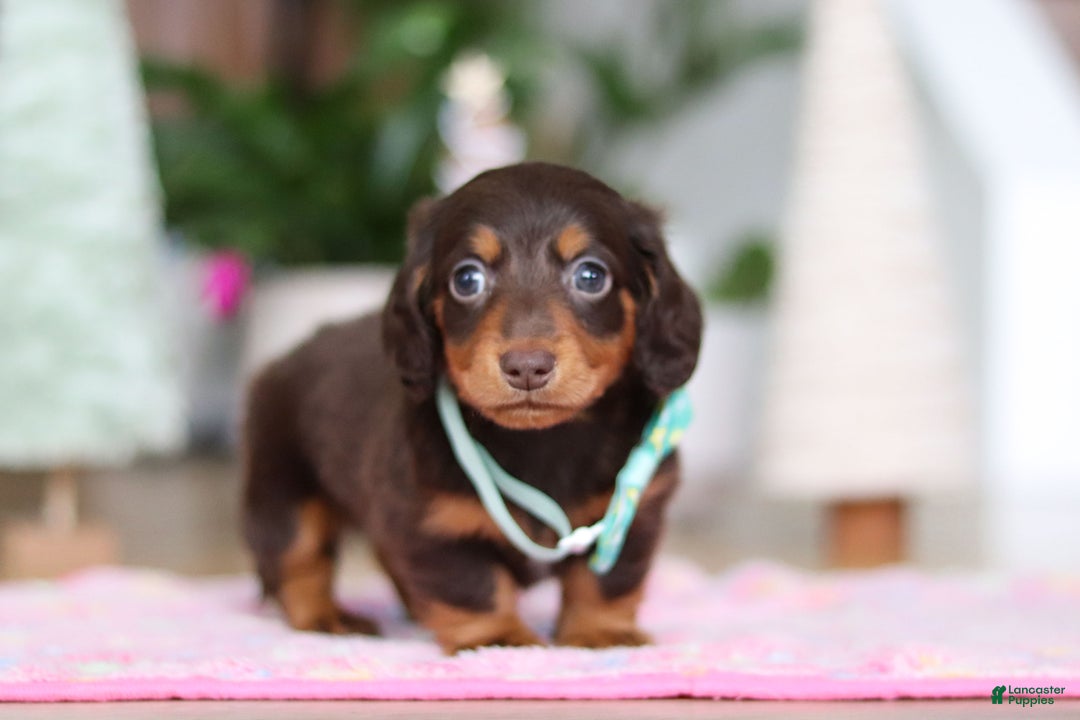 Miniature Dachshund dogs for sale: Robin - Ad 2