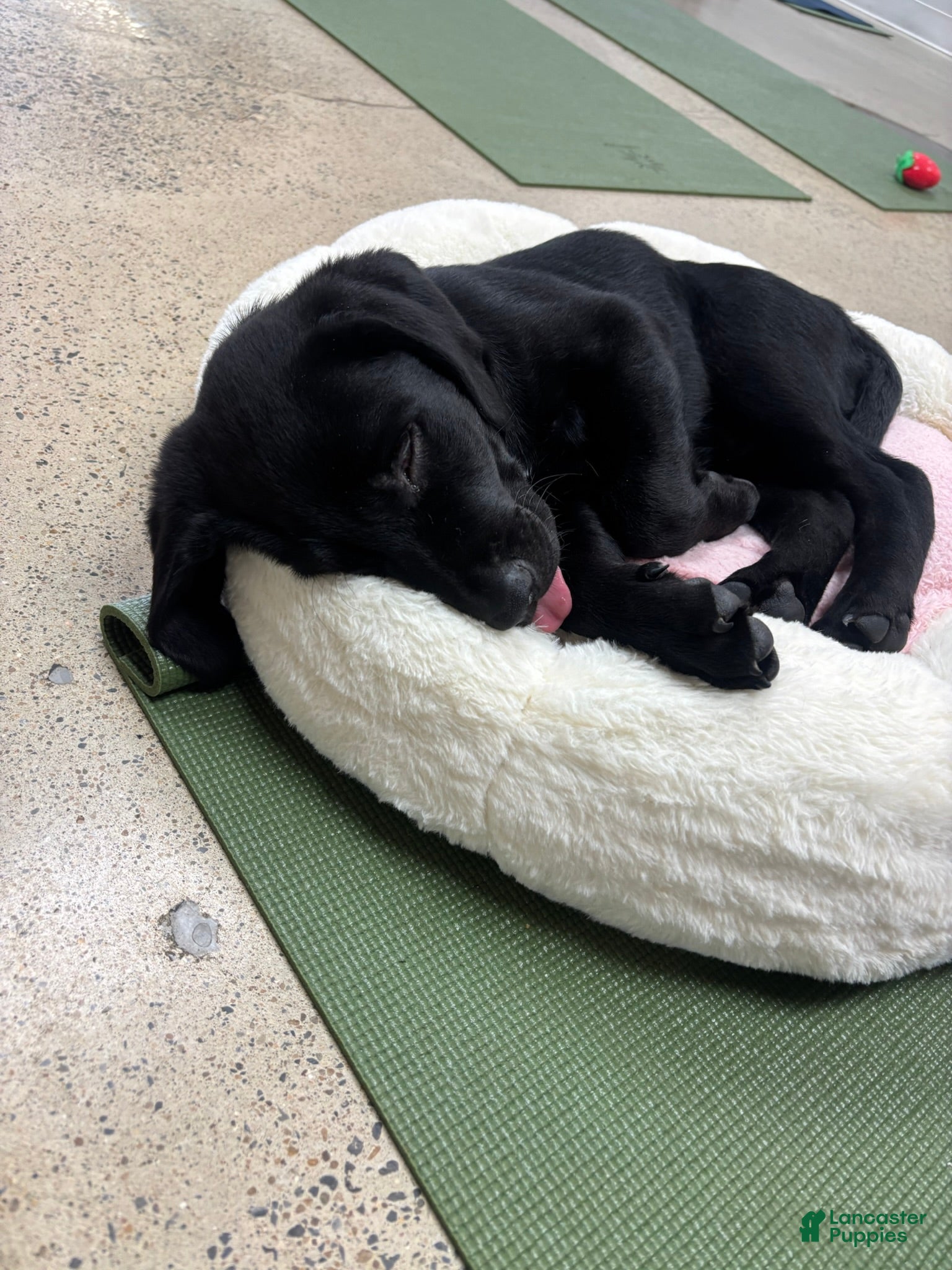 Labrador Retriever dogs Labrador Retriever 1 - Ad 1