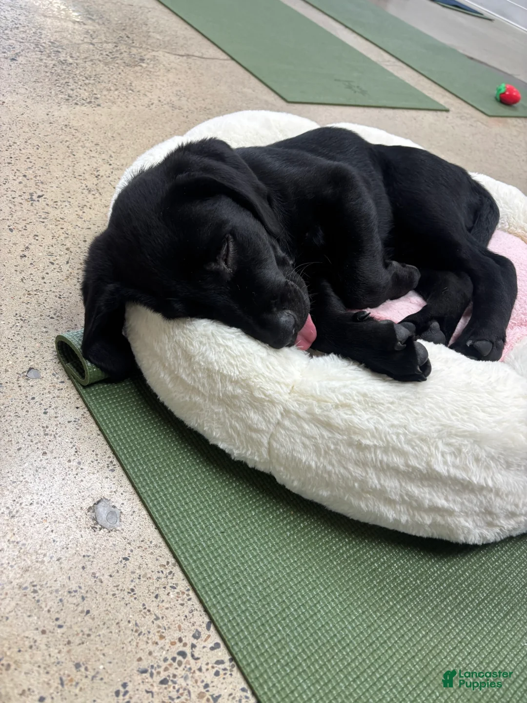 Labrador Retriever dogs for sale: Labrador Retriever 1 - Ad 1