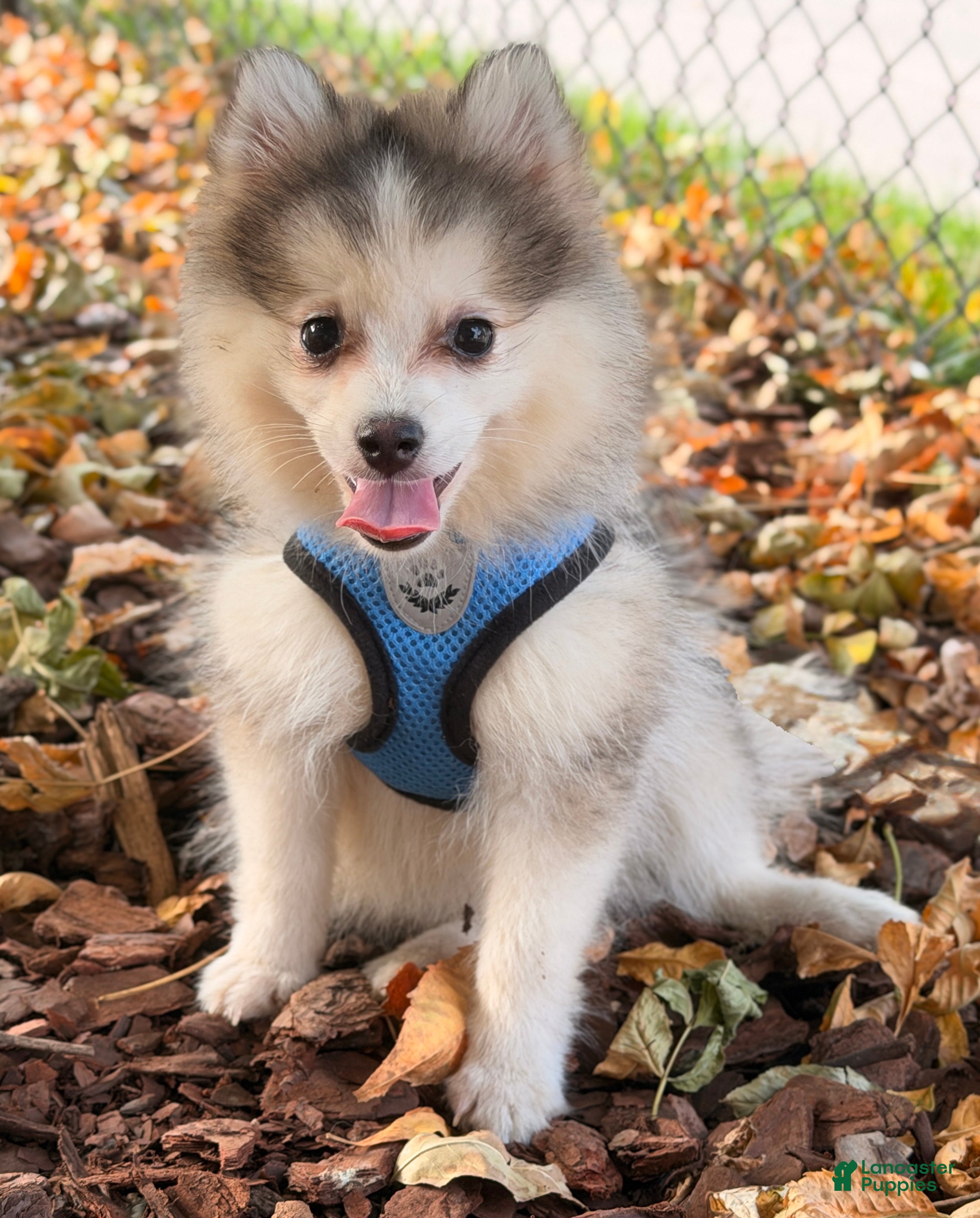 Pomsky dogs for sale: Drake - Ad 1