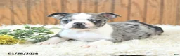 Boston Terrier dogs for sale: Maverick - Ad 4