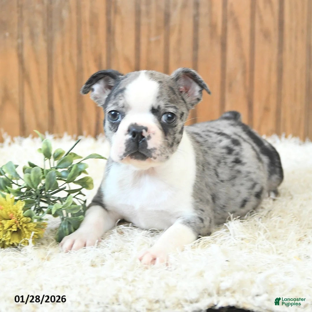 Boston Terrier dogs for sale: Maverick - Ad 4