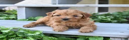 Cavapoo dogs for sale: Prince   - Ad 3