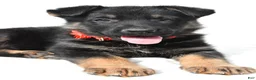 German Shepherd dogs for sale: Lucy - Ad 8