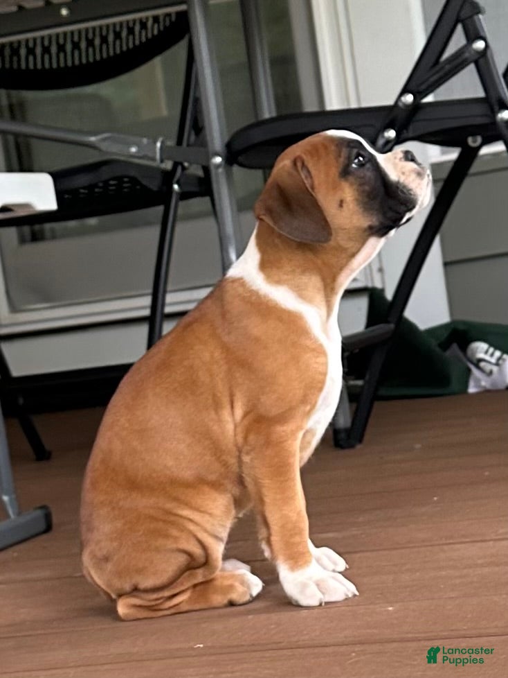 Boxer dogs Sadie - Ad 2