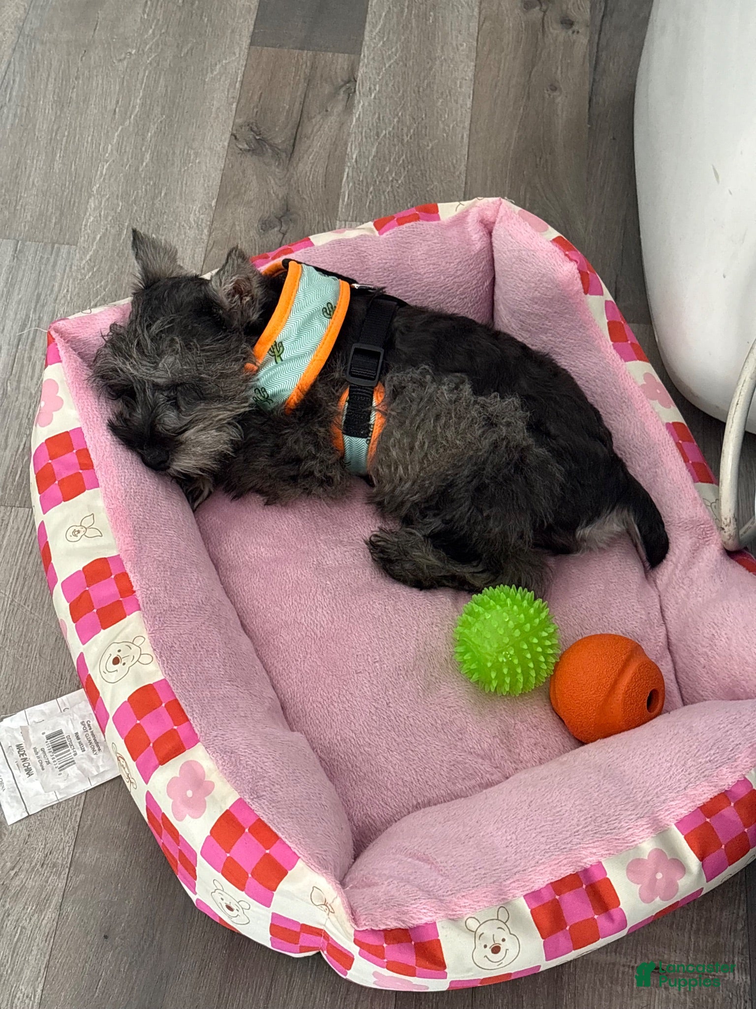 Miniature Schnauzer dogs Pepper - Ad 7