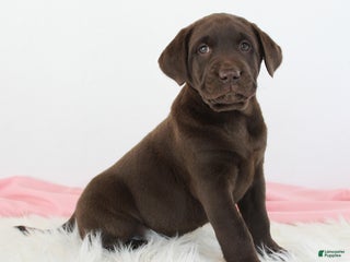 Labrador Retriever dogs - Ad 17