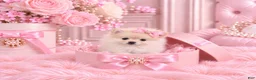Pomeranian dogs for sale: Pomeranian 1 - Ad 1