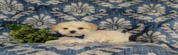 Maltipoo dogs for sale: Laim 7 lbs Full Grown - Ad 13
