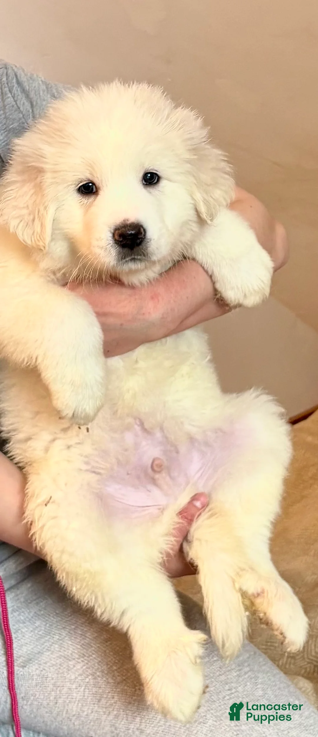 Great Pyrenees dogs for sale:  Puppy 2 (Red Collar)  - Ad 2