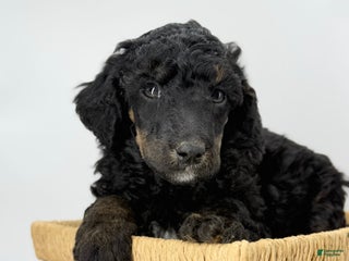 Standard Poodle dogs Elm - Ad 15