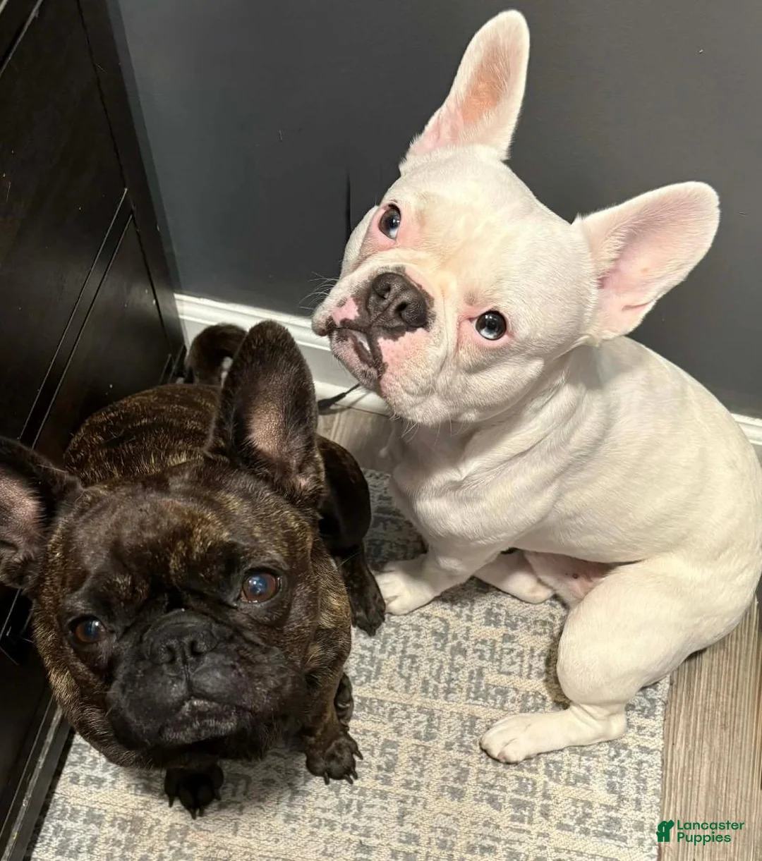 Frug dogs for sale: Armani - Ad 14