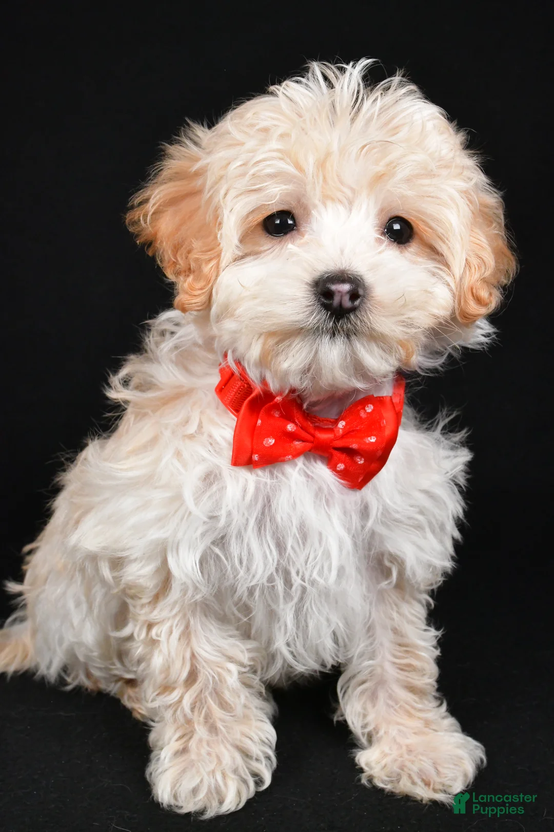 Maltipoo dogs for sale: Brady - Ad 7