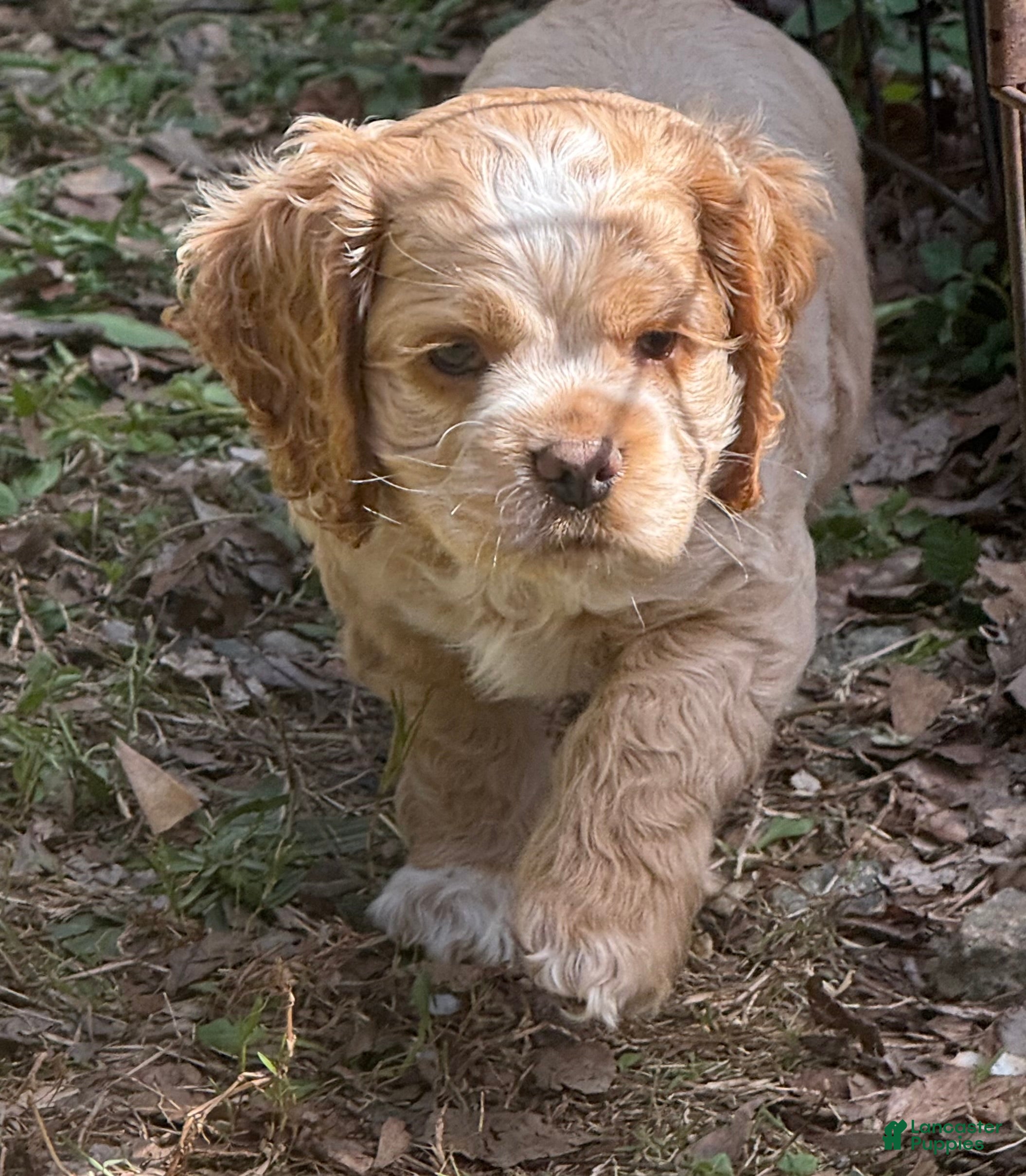 Cocker Spaniel dogs Cooper - Ad 5