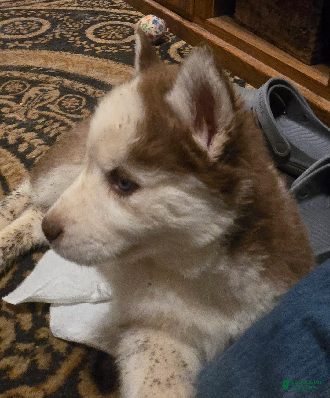 Siberian Husky dogs for sale: Bonnie - Ad 2