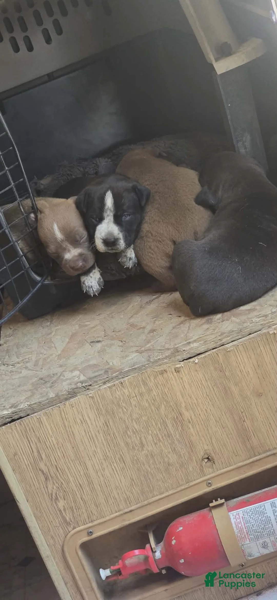 Mixed Breed dogs for sale: Persephone - Ad 2