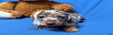 Chocolate dapple smooth coat male AKC