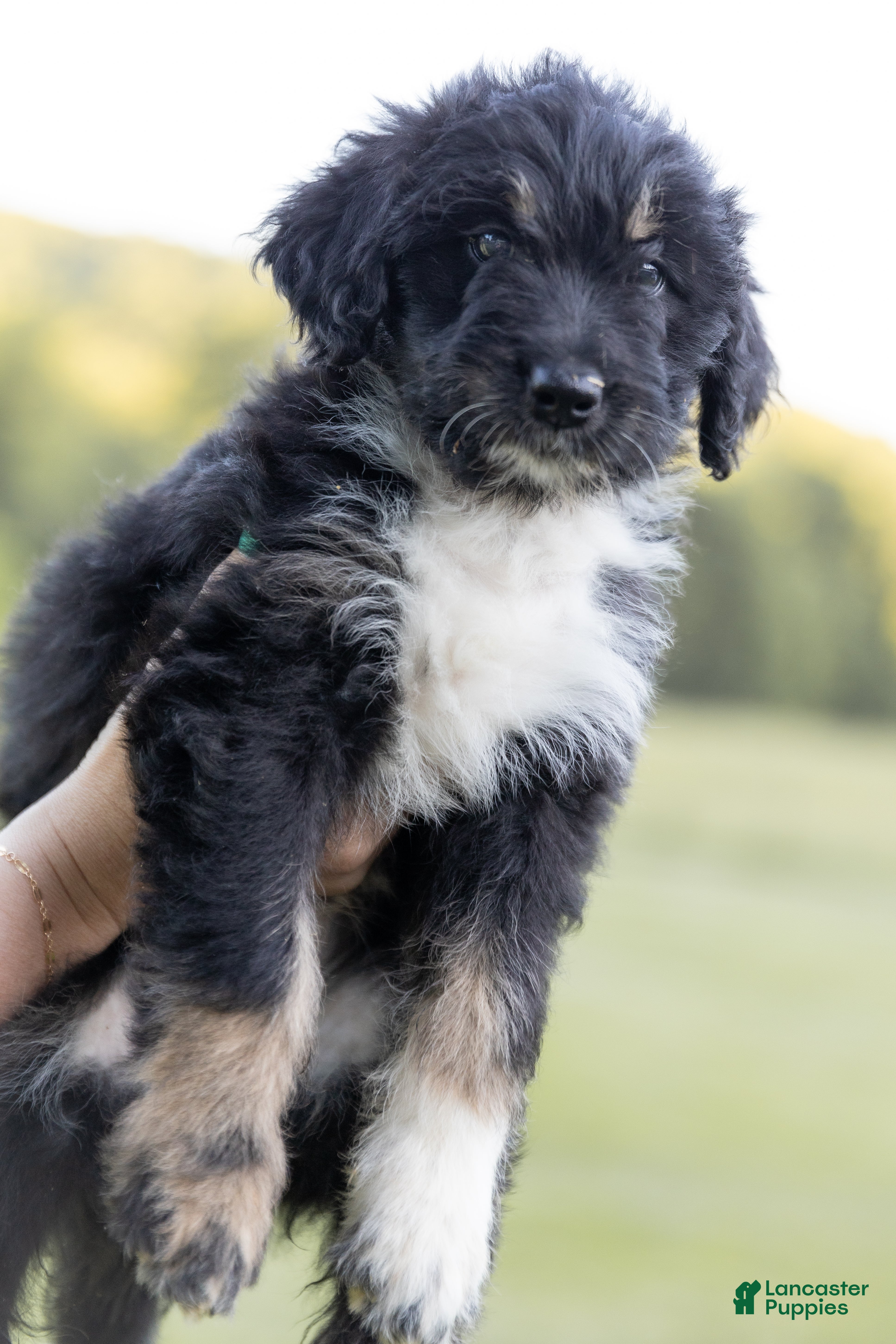 Aussiedoodle dogs Sunny - Ad 2
