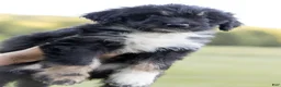 Aussiedoodle dogs for sale: Sunny - Ad 2