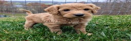 Mini Goldendoodle dogs for sale: Theo - Ad 9