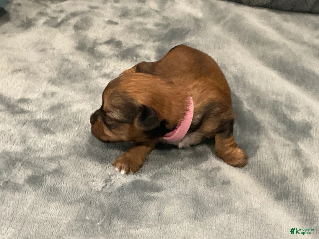 Shorkie dogs for sale: Princess - Ad 1