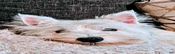 West Highland Terrier dogs for sale: West Highland Terrier - Ad 9