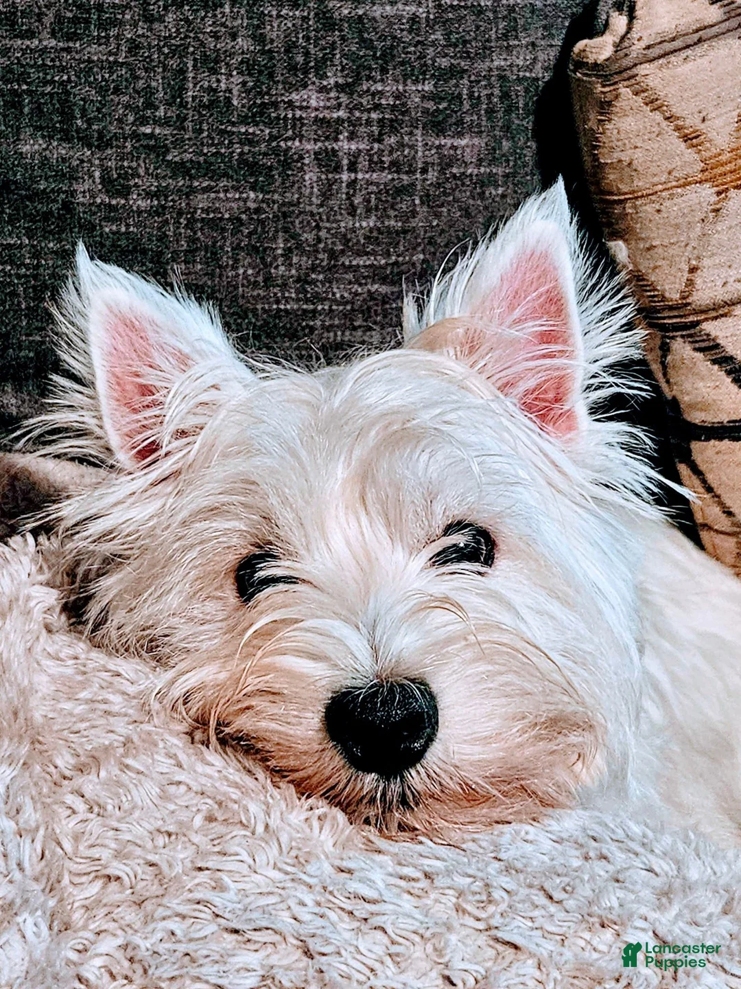 West Highland Terrier dogs for sale: West Highland Terrier - Ad 9
