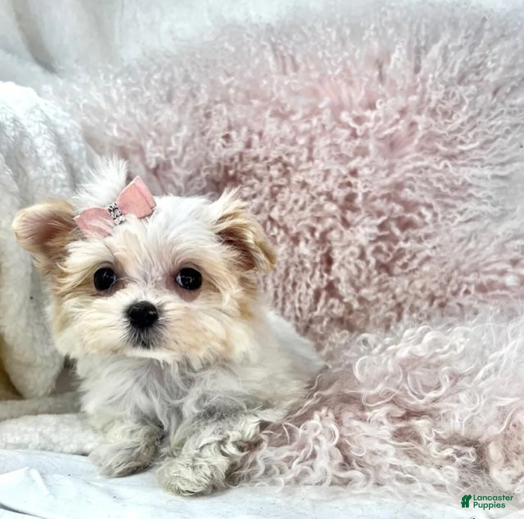 Maltese dogs for sale: Maltese Puppy 1 - Ad 2
