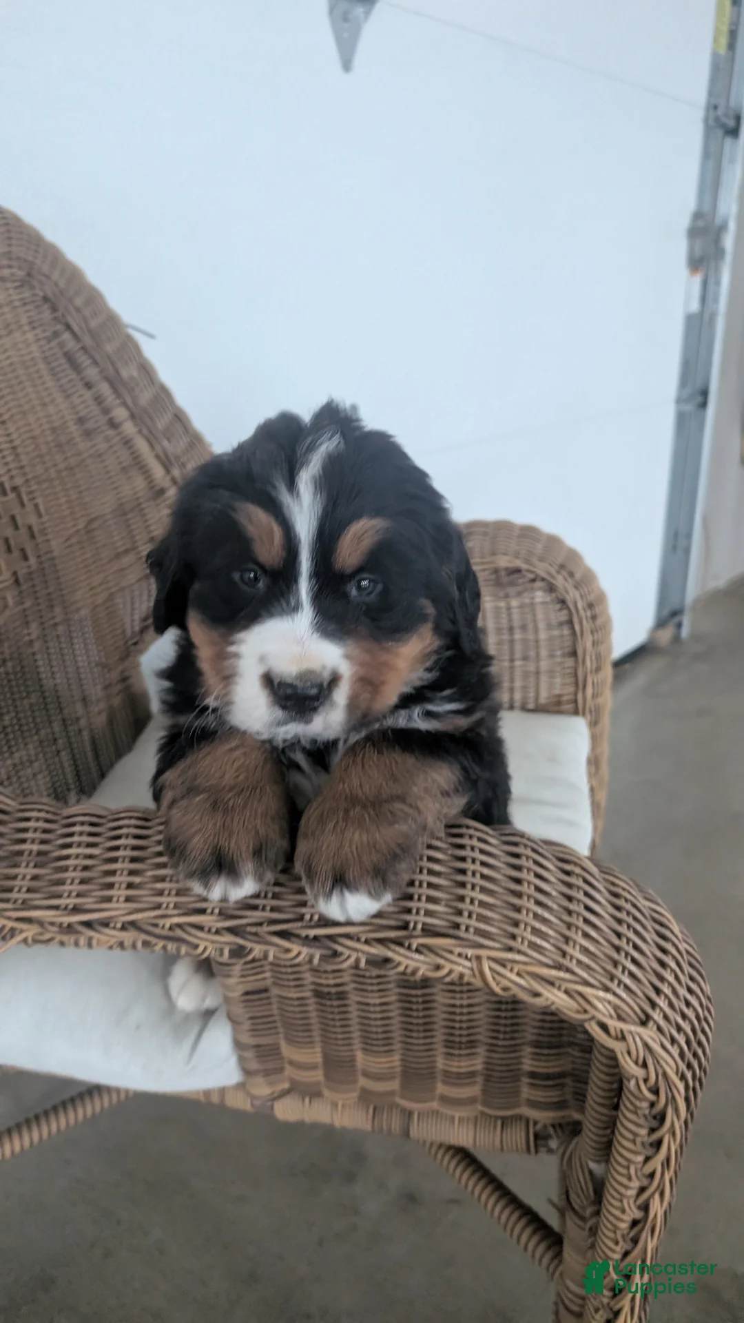 Bernese Mountain Dog dogs for sale: Bruno - Ad 2