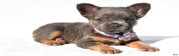 French Bulldog dogs for sale: Piper - Ad 4