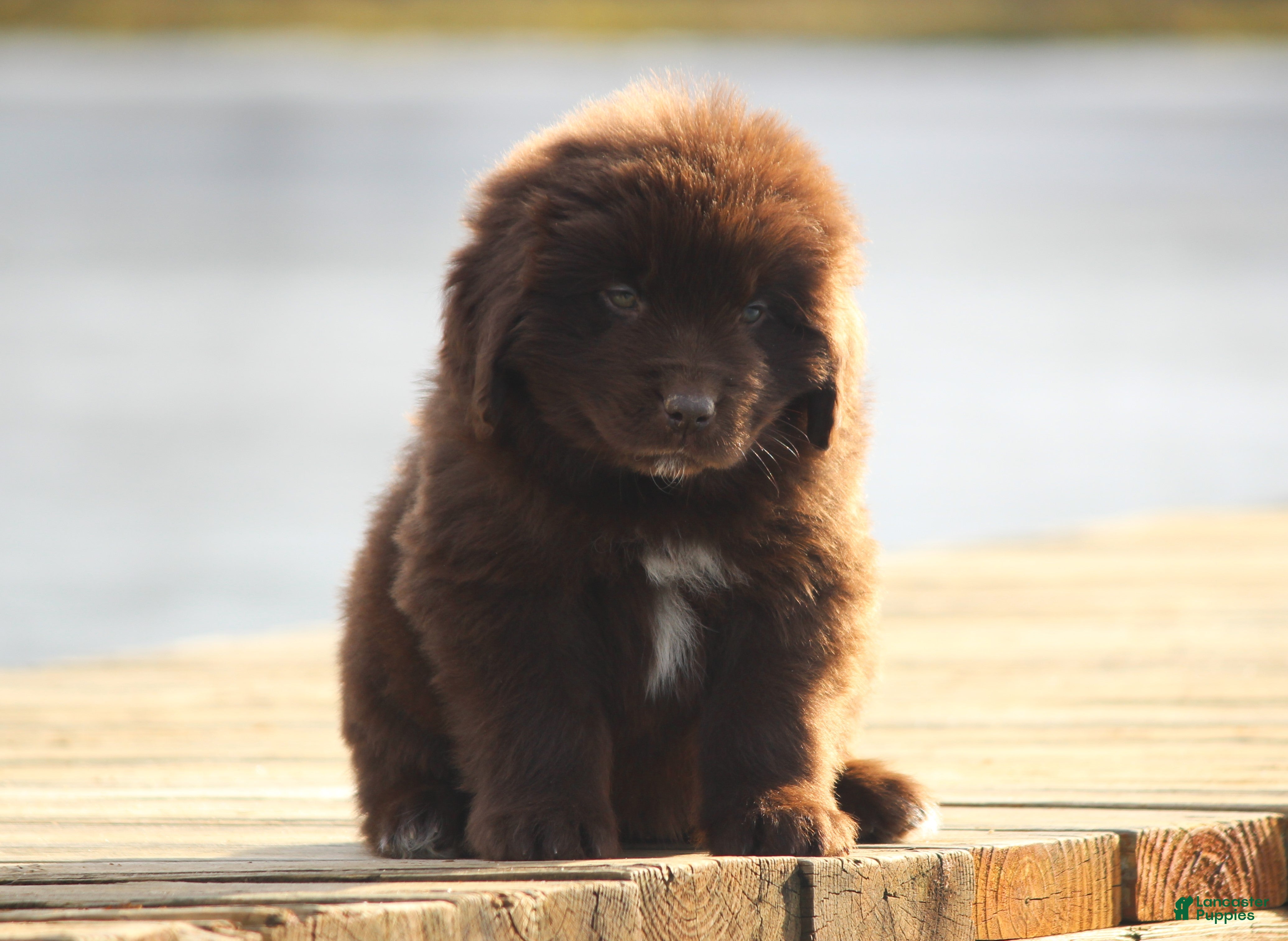 Newfoundland dogs Pansy  - Ad 31