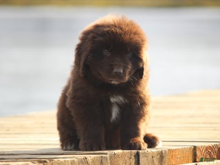 Newfoundland dogs Pansy - Ad 7