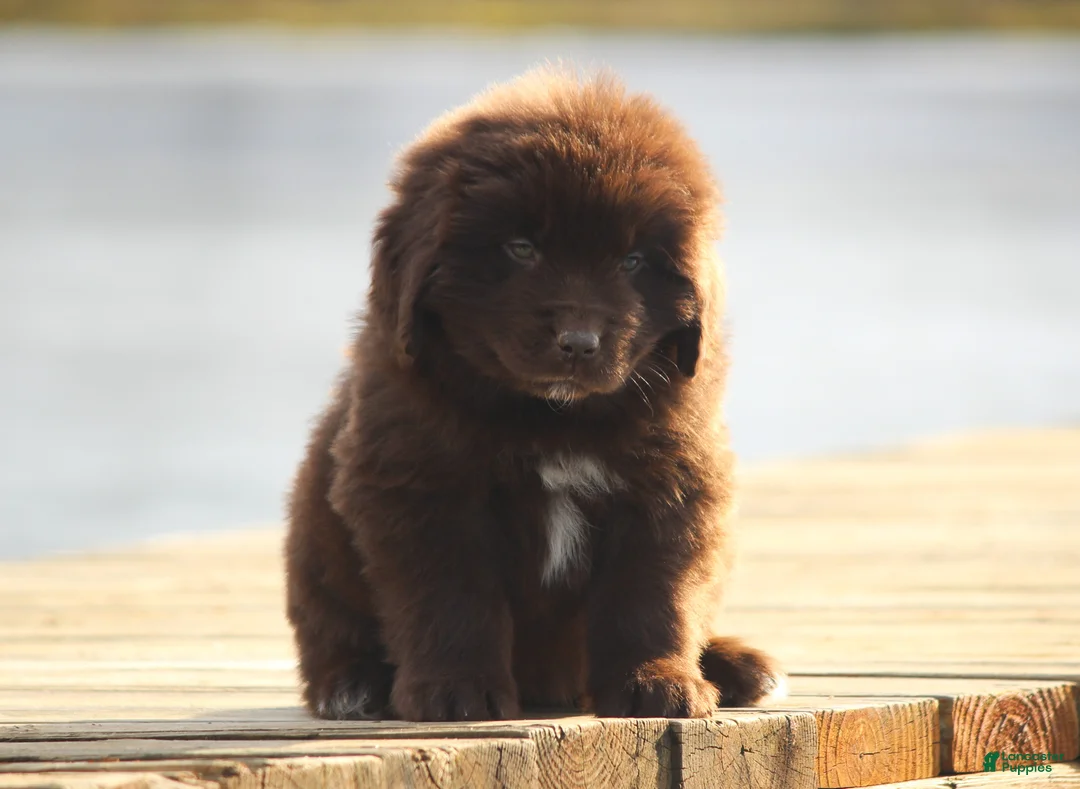 Newfoundland dogs for sale: Pansy  - Ad 14
