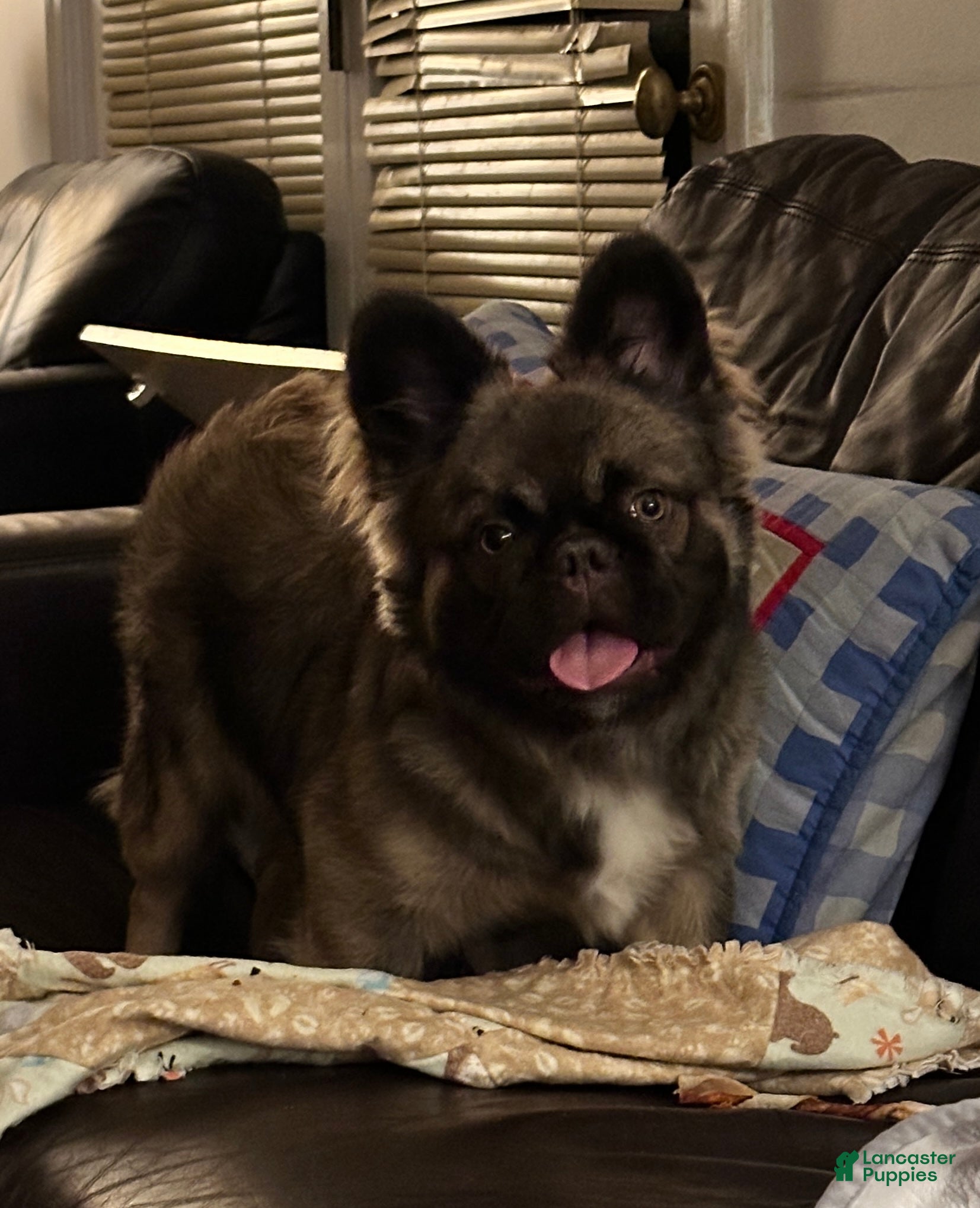 French Bulldog dogs for sale: French Bulldog Puppy 1 - Ad 1