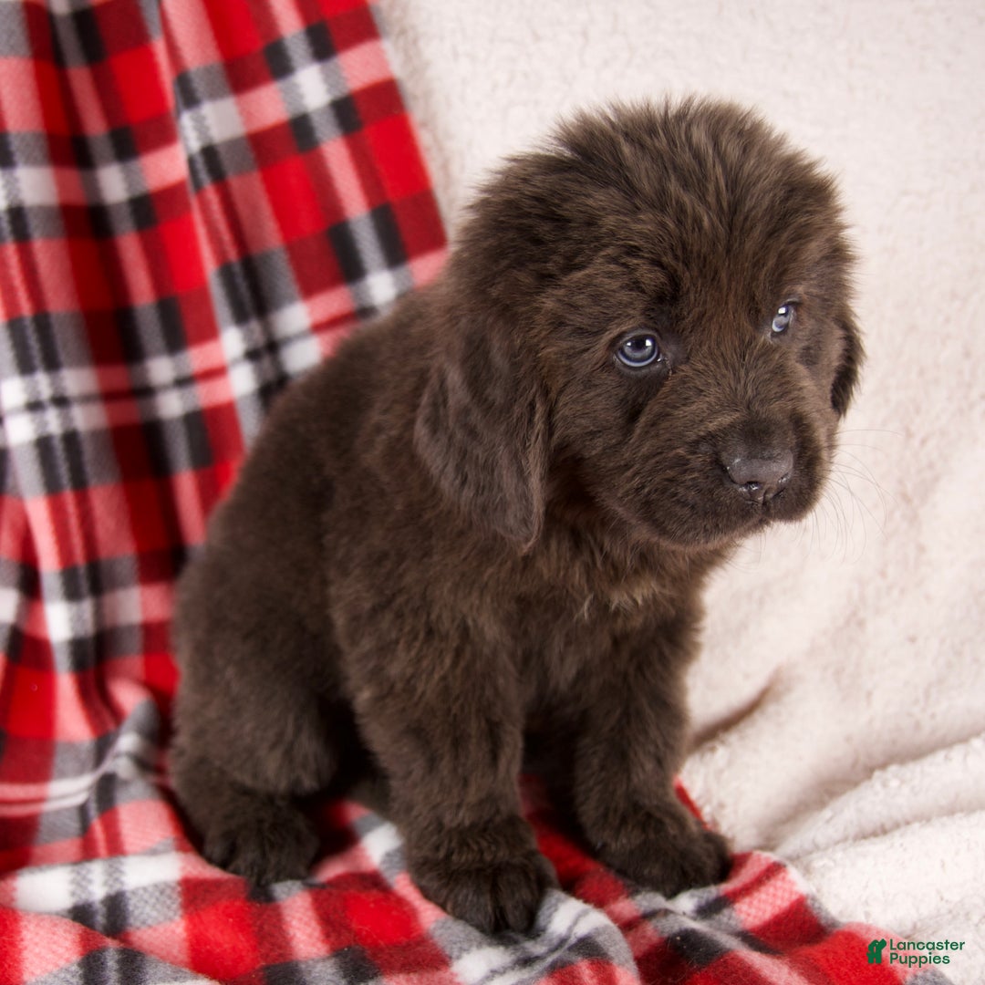 Newfoundland dogs for sale: Honey - Ad 5