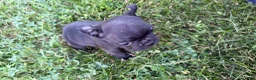 French Bulldog dogs for sale:     Black Frenchie Girl - Ad 6