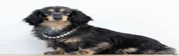 Miniature Dachshund dogs for sale: Miniature Dachshund Ian - Ad 2