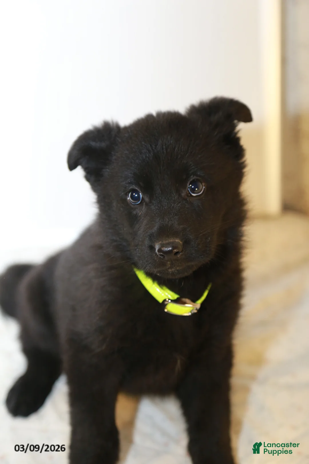 German Shepherd dogs for sale: Marigold - Ad 1