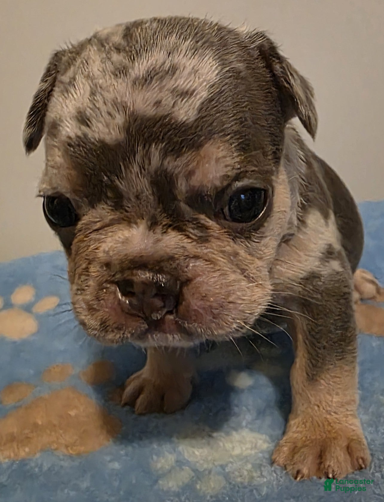 French Bulldog dogs Sage - Ad 1