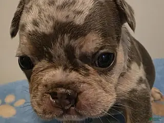 French Bulldog dogs for sale: Sage - Ad 3