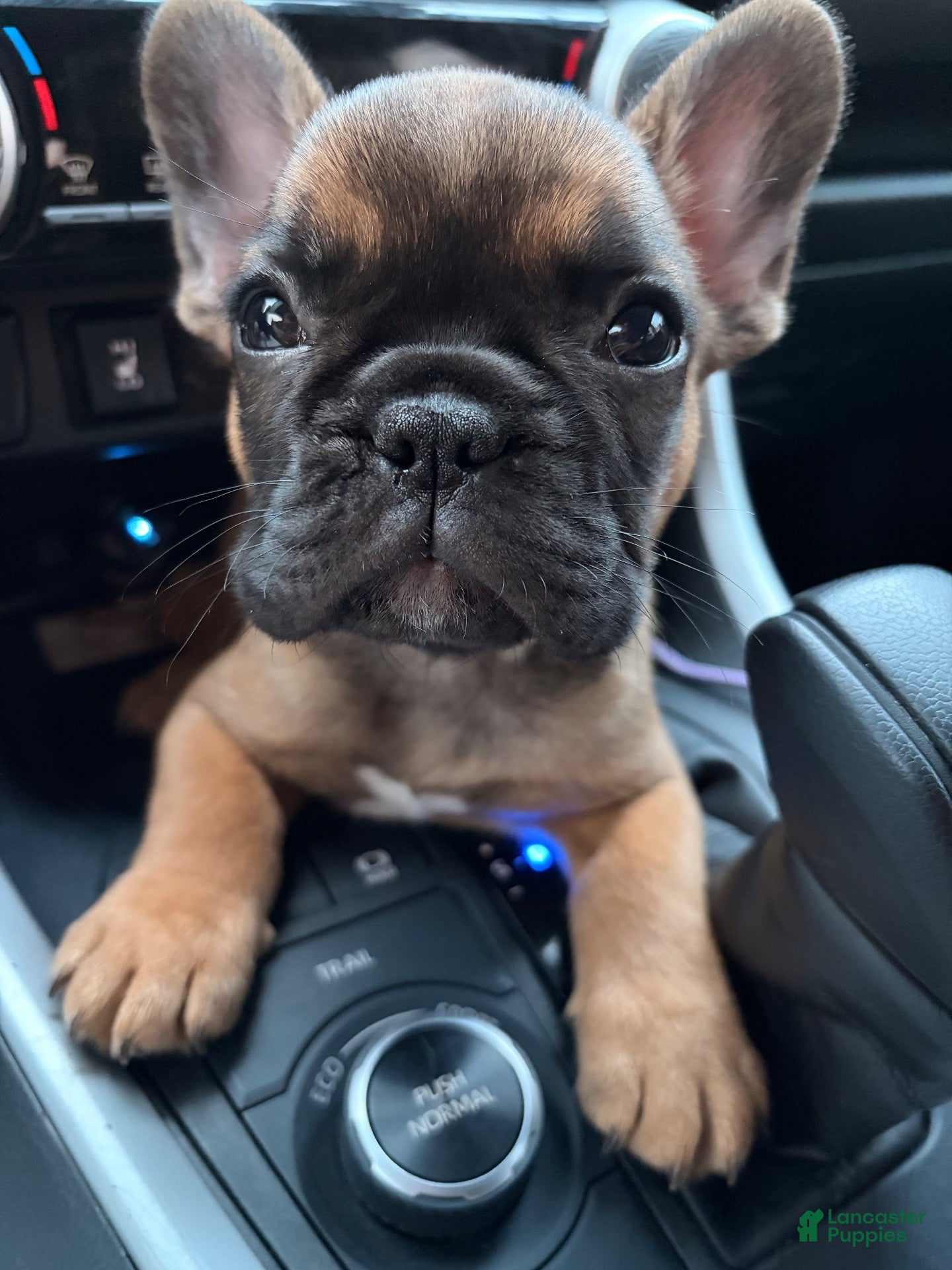 French Bulldog dogs for sale: Bam Bam - Ad 18